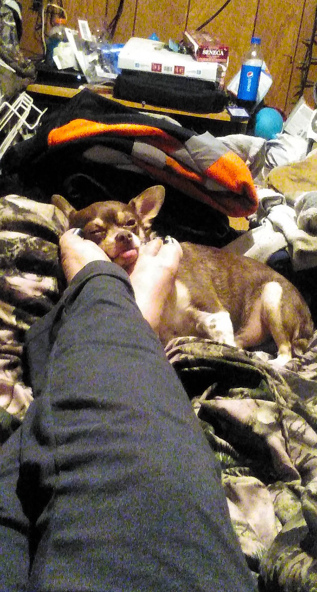 Elsa joined the competition — help win amazing prizes! bag, comfort, companion_dog, dog, dog_breed, eyewear, fawn, felidae, fur, guard_dog, human_leg, linens, non_sporting_group, room, sighthound, small_to_medium_sized_cats, toy_dog, working_animal