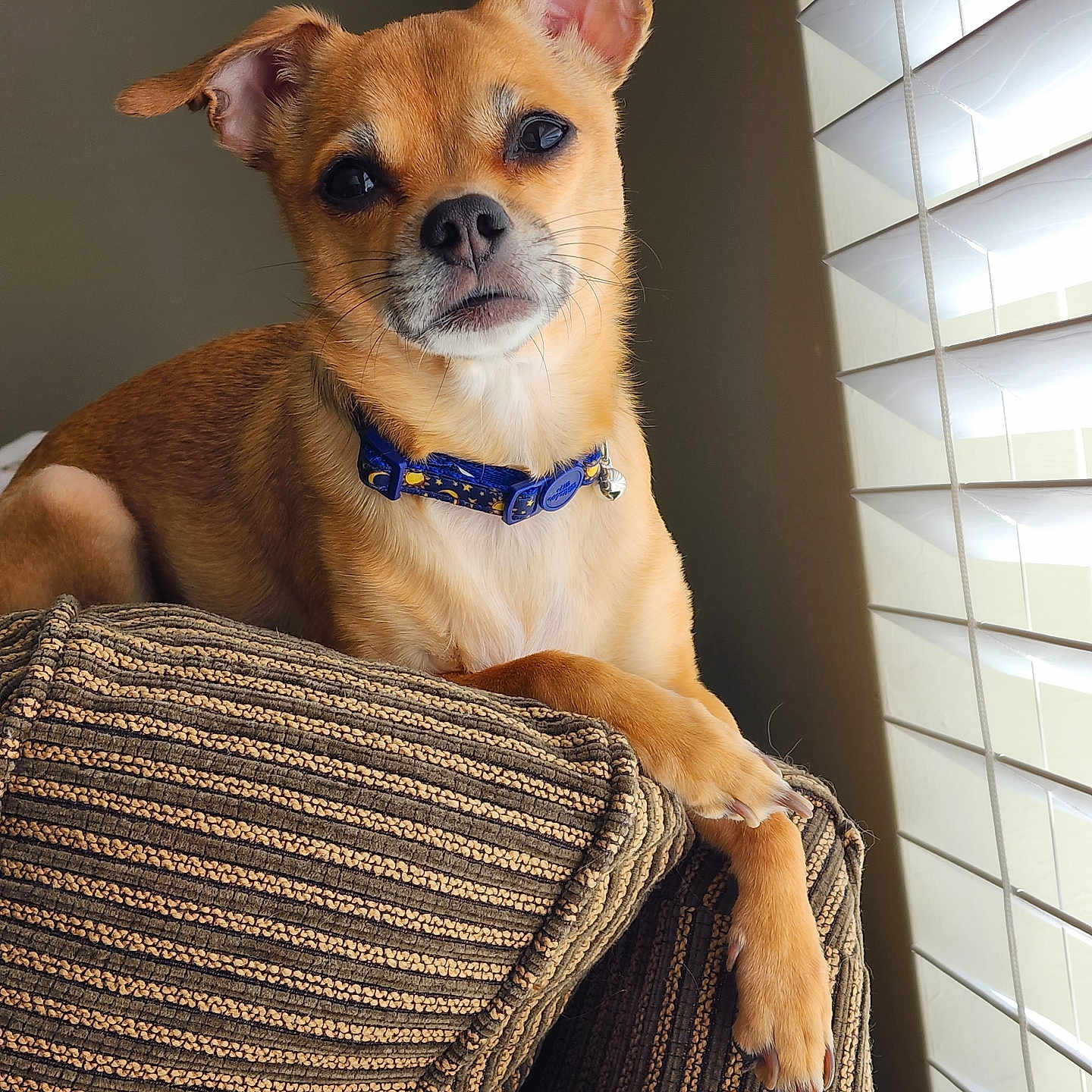 Sir Remington joined the competition — help win amazing prizes! accessories, animal, armchair, canine, chair, chihuahua, couch, curtain, cushion, dog, furniture, homedecor, hound, indoors, interiordesign, pet, puppy, strap, window, windowshade