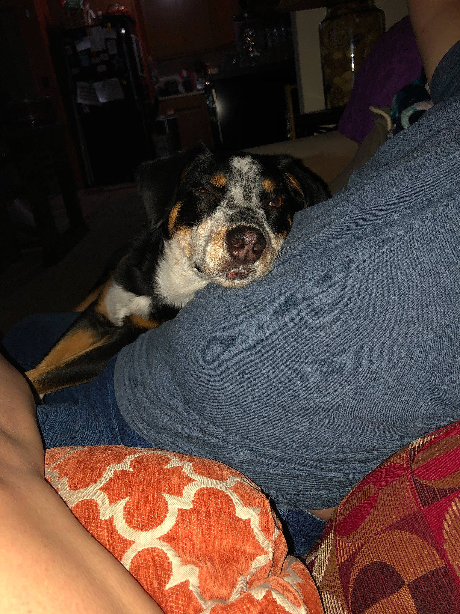 Charlie Ray is registered to the contest to win money with this photo: bedding, canidae, car_seat, carnivore, comfort, companion_dog, couch, dog, dog_breed, flesh, floor, flooring, fur, human_leg, linens, pattern, peach, room, sporting_group, working_animal