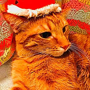 Romeo joined the competition — help win amazing prizes! cat, orange_tabby, santa_hat, holiday, pet, animal, whiskers, fur, closeup, indoor, patterned_background, relaxed, cute, festive, portrait, feline, domestic_cat, christmas, cozy, warm_colors