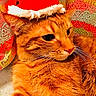 cat, orange_tabby, santa_hat, holiday, pet, animal, whiskers, fur, closeup, indoor, patterned_background, relaxed, cute, festive, portrait, feline, domestic_cat, christmas, cozy, warm_colors