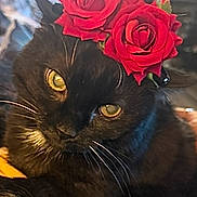 Onyx joined the competition — help win amazing prizes! black_cat, cat, rose, flower_crown, yellow_eyes, pet, animal, close_up, portrait, cute, whiskers, feline, indoor, domestic_cat, floral, adorable, headwear, soft_light, curious, fur
