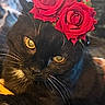 black_cat, cat, rose, flower_crown, yellow_eyes, pet, animal, close_up, portrait, cute, whiskers, feline, indoor, domestic_cat, floral, adorable, headwear, soft_light, curious, fur