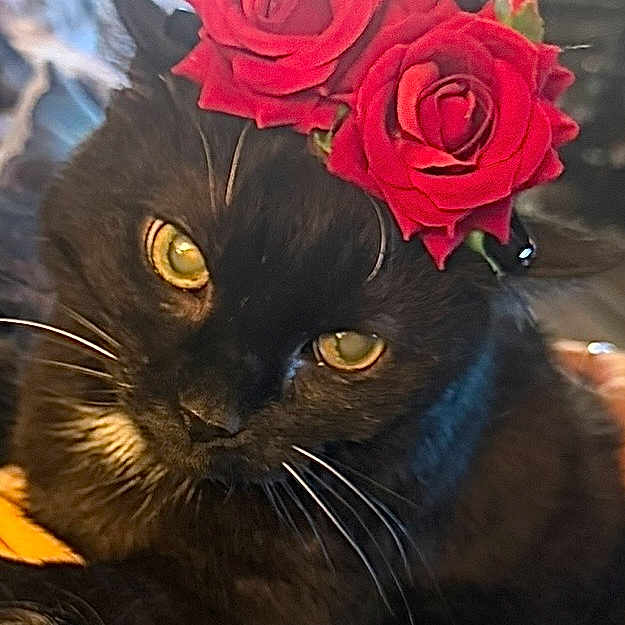 Onyx joined the competition — help win amazing prizes! black_cat, cat, rose, flower_crown, yellow_eyes, pet, animal, close_up, portrait, cute, whiskers, feline, indoor, domestic_cat, floral, adorable, headwear, soft_light, curious, fur