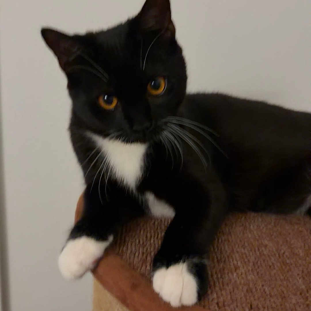 Fork joined the competition — help win amazing prizes! black_and_white, cat, cat_tree, close_up, cozy, curious, ears, feline, furniture, indoor, orange_eyes, paw_pad, paws, pet, playful, portrait, sitting, tuxedo_cat, whiskers, white_chest
