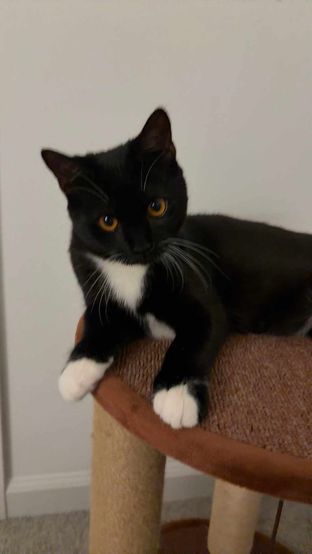 Fork joined the competition — help win amazing prizes! cat, tuxedo_cat, pet, indoor, paws, whiskers, orange_eyes, cat_tree, portrait, sitting, black_and_white, cozy, feline, curious, furniture, close_up, ears, white_chest, playful, paw_pad