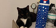 Fork is registered to the contest to win money with this photo: cat, tuxedo_cat, pet, indoor, countertop, marble_counter, water_bottle, reusable_bottle, stars_pattern, mirror, handbag, paw, whiskers, yellow_eyes, white_wall, furniture, plastic_bottle, relaxed, portrait, resting