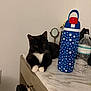 cat, tuxedo_cat, pet, indoor, countertop, marble_counter, water_bottle, reusable_bottle, stars_pattern, mirror, handbag, paw, whiskers, yellow_eyes, white_wall, furniture, plastic_bottle, relaxed, portrait, resting