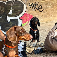 Suzon a rejoint le concours — aidez-le/la à gagner de superbes lots ! backpack, beach, black_dog, blanket, brown_dog, collar, concrete_wall, dachshund, dog, graffiti, human_arm, leash, mural, outdoor, paws, pet, portrait, sand, snout, sunflare