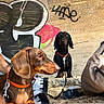 backpack, beach, black_dog, blanket, brown_dog, collar, concrete_wall, dachshund, dog, graffiti, human_arm, leash, mural, outdoor, paws, pet, portrait, sand, snout, sunflare