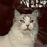 cat, white_cat, fluffy, long_hair, blue_eyes, pet, animal, portrait, close_up, sitting, indoors, window, window_view, trees, outdoors, sunset, whiskers, ears, fur, grumpy_expression