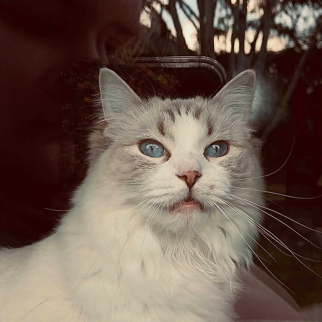 Athena participe au concours pour gagner de l'argent avec cette photo : cat, white_cat, fluffy, long_hair, blue_eyes, pet, animal, portrait, close_up, sitting, indoors, window, window_view, trees, outdoors, sunset, whiskers, ears, fur, grumpy_expression