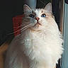 Athena participe au concours pour gagner de l'argent avec cette photo : cat, fluffy, white_fur, long_hair, heterochromia, blue_eyes, pet, animal, portrait, sitting, window, indoors, natural_light, houseplant, pot, wooden_floor, whiskers, ears, looking_at_camera, cute