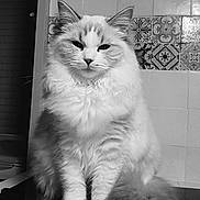 Athena participe au concours pour gagner de l'argent avec cette photo : cat, fluffy, long_hair, white_fur, portrait, sitting, indoors, bathroom, tile, patterned_tile, ledge, tail, paws, whiskers, ears, eyes, black_and_white, monochrome, pet, cute