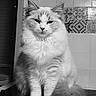 cat, fluffy, long_hair, white_fur, portrait, sitting, indoors, bathroom, tile, patterned_tile, ledge, tail, paws, whiskers, ears, eyes, black_and_white, monochrome, pet, cute