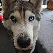 Noone a rejoint le concours — aidez-le/la à gagner de superbes lots ! dog, husky, blue_eyes, close_up, indoor, pet, animal, face, fur, canine, resting, household, sofa, nose, ears, whiskers, looking, domestic, companion, cute