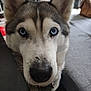 dog, husky, blue_eyes, close_up, indoor, pet, animal, face, fur, canine, resting, household, sofa, nose, ears, whiskers, looking, domestic, companion, cute