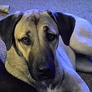 Precious joined the competition — help win amazing prizes! dog, canine, pet, indoor, carpet, chew_toy, brown, black, white, lying_down, ears, face, snout, close_up, animal, domestic_animal, fur, companion, relaxed, looking_at_camera