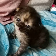 Baby joined the competition — help win amazing prizes! kitten, cat, baby_animal, furry, pet, blue_blanket, indoor, cute, small, young, animal, feline, soft, cozy, home, resting, curious, fur, whiskers, paw