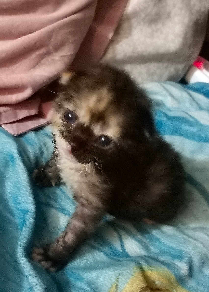 Baby