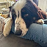 Locky participe au concours pour gagner de l'argent avec cette photo : dog, puppy, black_and_white, brown, floppy_ears, long_nose, sleepy, relaxed, lying_down, paw, fur, pet, indoors, living_room, couch, denim, person, home, window, portrait