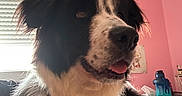 Locky participe au concours pour gagner de l'argent avec cette photo : dog, puppy, fluffy, black_and_white, long_hair, portrait, sitting, tongue_out, open_mouth, brown_eyes, pet, indoors, bedroom, window, blinds, pink_wall, blanket, water_bottle, close_up, adorable