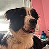 dog, puppy, fluffy, black_and_white, long_hair, portrait, sitting, tongue_out, open_mouth, brown_eyes, pet, indoors, bedroom, window, blinds, pink_wall, blanket, water_bottle, close_up, adorable