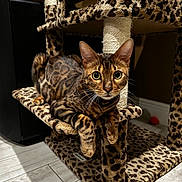 Maurice joined the competition — help win amazing prizes! bengal_cat, cat, leopard_print, cat_tree, pet, animal, indoor, feline, fur_pattern, curious, looking, platform, scratching_post, whiskers, ears, flooring, home, domestic, mammal, relaxed