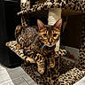 bengal_cat, cat, leopard_print, cat_tree, pet, animal, indoor, feline, fur_pattern, curious, looking, platform, scratching_post, whiskers, ears, flooring, home, domestic, mammal, relaxed