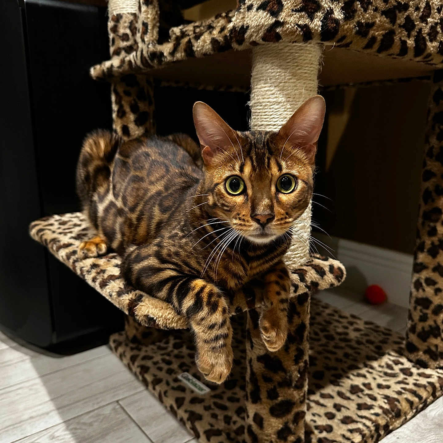 Maurice joined the competition — help win amazing prizes! bengal_cat, cat, leopard_print, cat_tree, pet, animal, indoor, feline, fur_pattern, curious, looking, platform, scratching_post, whiskers, ears, flooring, home, domestic, mammal, relaxed