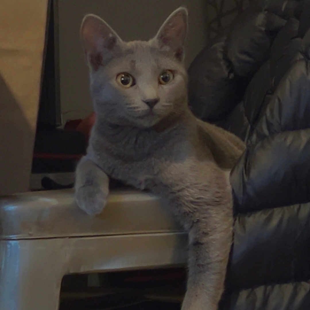 Blue participe au concours pour gagner de l'argent avec cette photo : abyssinian, animal, architecture, armchair, building, cat, chair, couch, food, fruit, furniture, indoors, kitten, manx, pet, plant, produce, siamese, sphere, wood