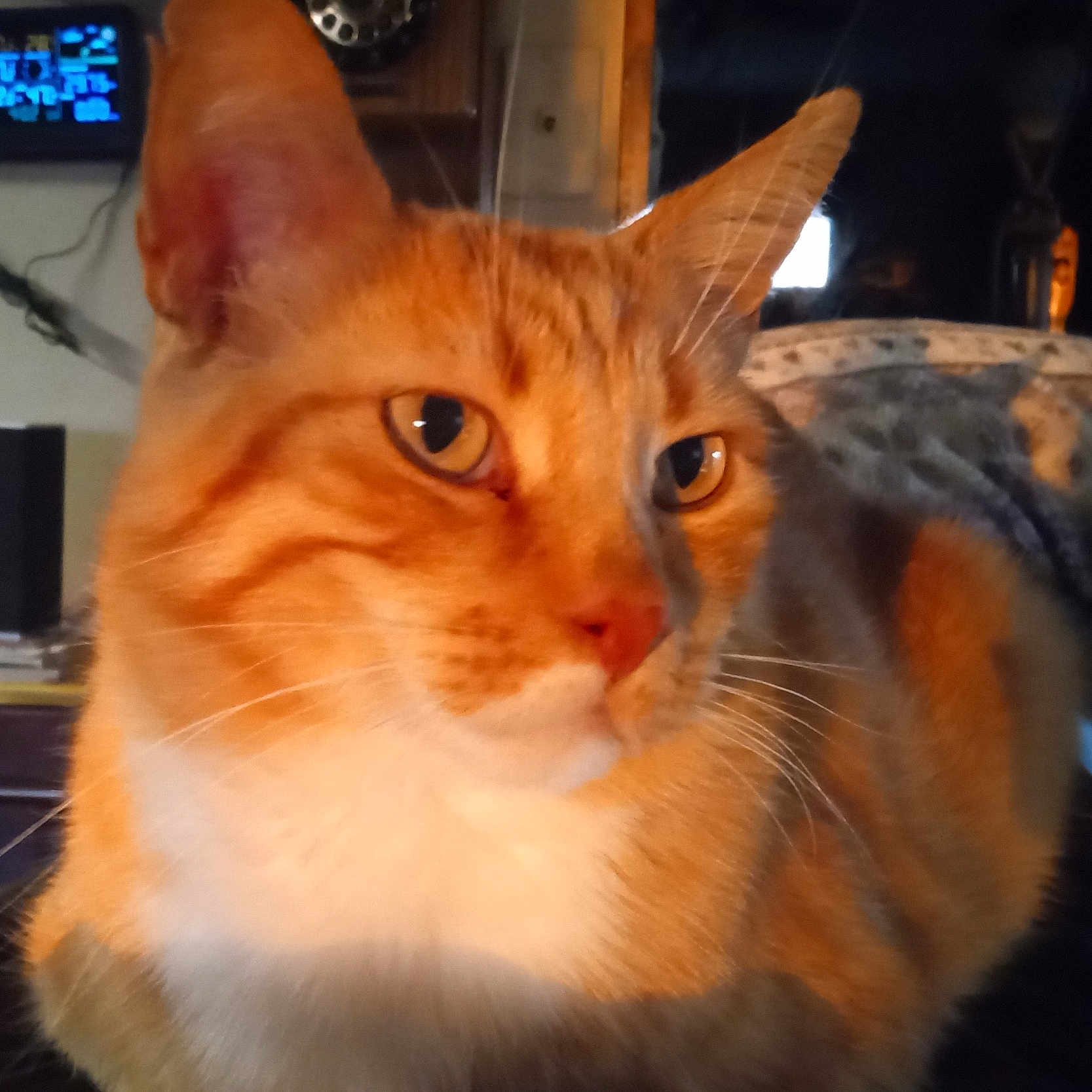 Garfield