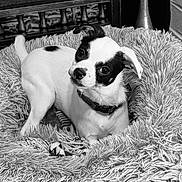 Zumi Zoom is registered to the contest to win money with this photo: puppy, dog, pet, black_and_white, collar, dog_bed, fluffy, shaggy, close_up, indoor, cute, animal, young_dog, resting, looking_up, fur, small_dog, toy, cozy, portrait