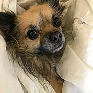 Shadow a rejoint le concours — aidez-le/la à gagner de superbes lots ! animal, bed, blanket, closeup, companion, cozy, curious, cute, cute_pet, dog, ears, face, fur, indoors, pet, resting, sleepy, small_dog, snout, warm