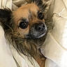 animal, bed, blanket, closeup, companion, cozy, curious, cute, cute_pet, dog, ears, face, fur, indoors, pet, resting, sleepy, small_dog, snout, warm