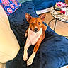 animal, blanket, brown_and_white, couch, cozy, dog, floral_pattern, furniture, home_decor, indoor, leather_couch, living_room, looking_at_camera, pet, pillow, relaxed, remote_control, sitting, table, wooden_floor