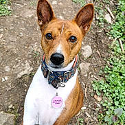 Unala a rejoint le concours — aidez-le/la à gagner de superbes lots ! alert, animal, basenji, brown_and_white, canine, close_up, collar, companion, cute, dirt_path, dog, ears, fur, greenery, looking_up, nature, outdoor, pet, portrait, tag