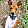 alert, animal, basenji, brown_and_white, canine, close_up, collar, companion, cute, dirt_path, dog, ears, fur, greenery, looking_up, nature, outdoor, pet, portrait, tag