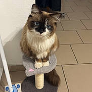 Mimi a rejoint le concours — aidez-le/la à gagner de superbes lots ! cat, blue_eyes, fluffy, cat_tree, indoor, tiled_floor, mop, coat, curious, pet, animal, furniture, floor, domestic, whiskers, ears, tail, sitting, looking, household