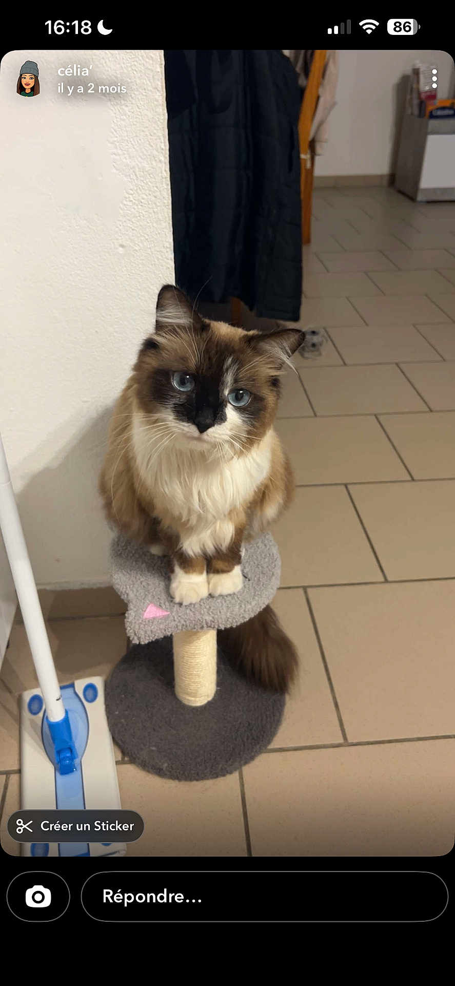 Mimi a rejoint le concours — aidez-le/la à gagner de superbes lots ! cat, blue_eyes, fluffy, cat_tree, indoor, tiled_floor, mop, coat, curious, pet, animal, furniture, floor, domestic, whiskers, ears, tail, sitting, looking, household