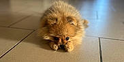 Aya a rejoint le concours — aidez-le/la à gagner de superbes lots ! adorable, animal, blurred_background, brown, calm, cute, dog, eyes, floor, fluffy, front_paws, fur, home, indoor, lying_down, pet, puppy, resting, small_dog, tile