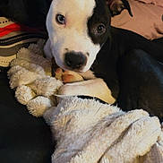 Willow is registered to the contest to win money with this photo: dog, puppy, black_and_white, blue_eye, brown_eye, blanket, cozy, indoor, bed, couch, snuggling, cute, pet, fur, animal, resting, soft_texture, looking_at_camera, ears, paw