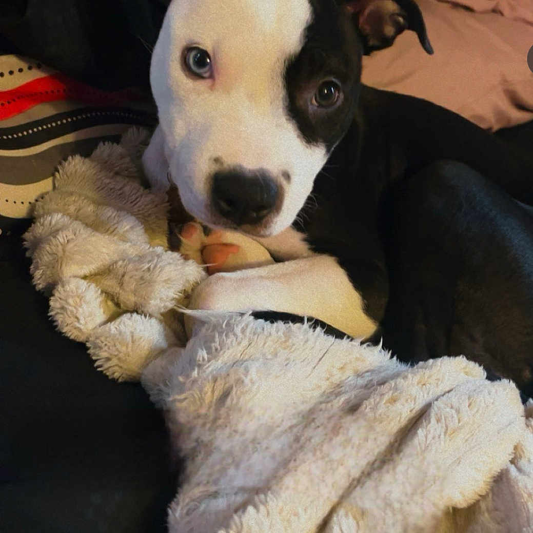 Willow is registered to the contest to win money with this photo: animal, bed, black_and_white, blanket, blue_eye, brown_eye, couch, cozy, cute, dog, ears, fur, indoor, looking_at_camera, paw, pet, puppy, resting, snuggling, soft_texture