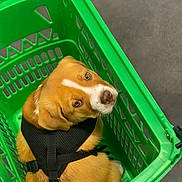 Moka participe au concours pour gagner de l'argent avec cette photo : animal, basket, black_harness, brown_fur, canine, container, cute, dog, domestic_animal, expression, floor, green_basket, guilty_look, indoors, looking_back, pet, plastic_basket, puppy, sitting, white_markings