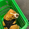 animal, basket, black_harness, brown_fur, canine, container, cute, dog, domestic_animal, expression, floor, green_basket, guilty_look, indoors, looking_back, pet, plastic_basket, puppy, sitting, white_markings