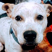 Tank is registered to the contest to win money with this photo: animal, canine, close_up, collar, curious, dog, domestic, ears, expression, face, floor, friendly, fur, indoor, looking, mammal, nose, pet, portrait, whiskers
