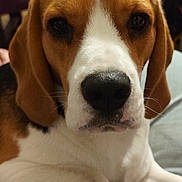 Vicktor participe au concours pour gagner de l'argent avec cette photo : dog, beagle, pet, close_up, indoor, brown, white, black_nose, ears, fur, animal, cute, resting, face, canine, looking_at_camera, domestic_animal, portrait, paw, companion