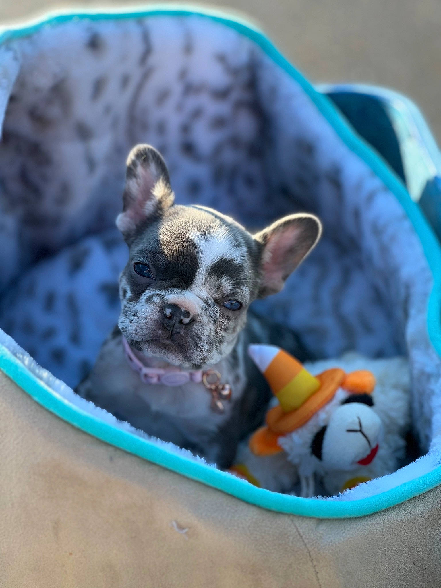 Josie is registered to the contest to win money with this photo: canidae, carnivore, comfort, companion_dog, dog, dog_breed, dog_clothes, dog_supply, eyewear, fawn, french_bulldog, grass, pet_supply, plant, sporting_group, sunglasses, terrestrial_animal, toy_dog, whiskers, working_animal