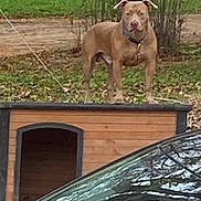 Maximus joined the competition — help win amazing prizes! dog, doghouse, wood, tree, grass, outdoor, leash, collar, pet, canine, animal, nature, yard, standing, brown, fence, car, vehicle, reflective, background