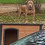 dog, doghouse, wood, tree, grass, outdoor, leash, collar, pet, canine, animal, nature, yard, standing, brown, fence, car, vehicle, reflective, background